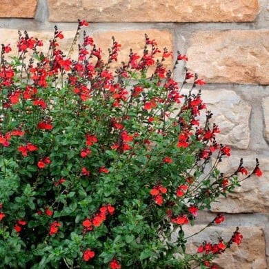Salvia SALVINIO® True Red (Elsner PAC)