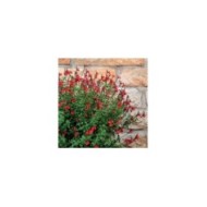 Salvia SALVINIO® True Red (Elsner PAC)