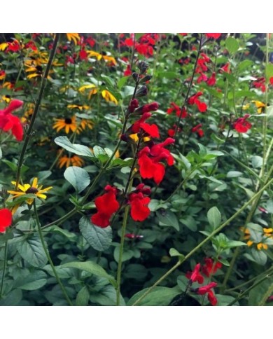 Salvia SALVINIO® True Red (Elsner PAC)