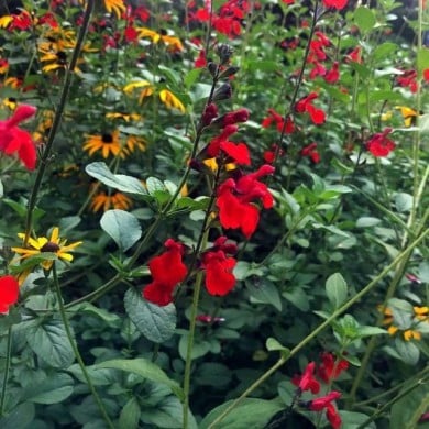 Salvia SALVINIO® True Red (Elsner PAC)