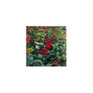 Salvia SALVINIO® True Red (Elsner PAC)