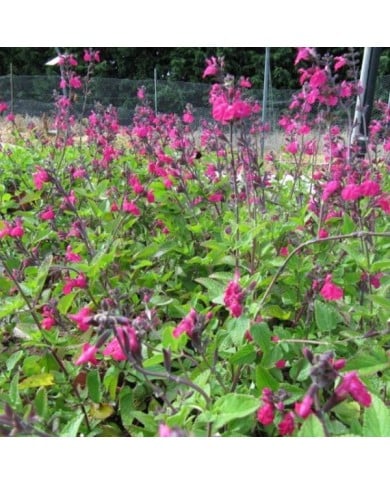 Sauge arbustive 'Cerro Potosi' (Salvia microphylla) (Leonora (Ellie) Enking)