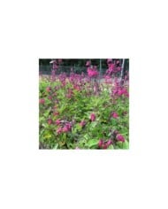 Sauge arbustive 'Cerro Potosi' (Salvia microphylla) (Leonora (Ellie) Enking)