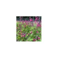 Sauge arbustive 'Cerro Potosi' (Salvia microphylla) (Leonora (Ellie) Enking)