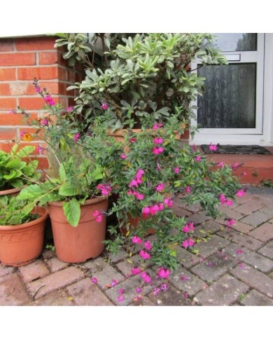 Sauge arbustive 'Cerro Potosi' (Salvia microphylla) - en pot (Leonora (Ellie) Enking)