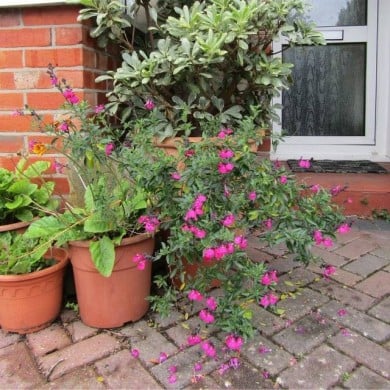 Sauge arbustive 'Cerro Potosi' (Salvia microphylla) - en pot (Leonora (Ellie) Enking)