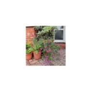 Sauge arbustive 'Cerro Potosi' (Salvia microphylla) - en pot (Leonora (Ellie) Enking)