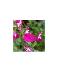 Sauge arbustive 'Cherry Lips' (Globe Planter)