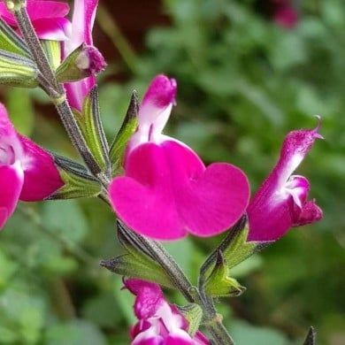 Sauge arbustive 'Cherry Lips' (Globe Planter)