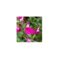 Sauge arbustive 'Cherry Lips' (Globe Planter)