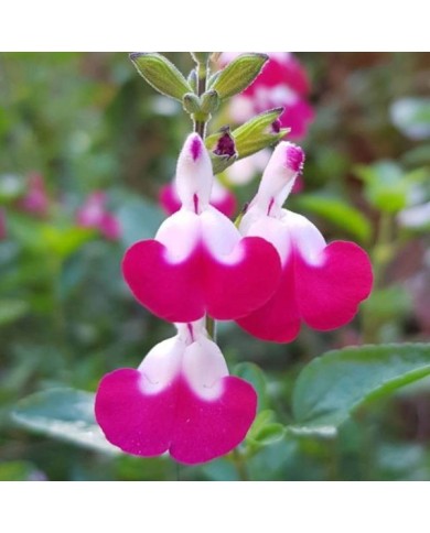 Sauge arbustive 'Cherry Lips' (Globe Planter)