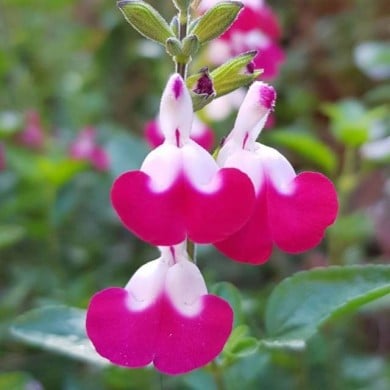 Sauge arbustive 'Cherry Lips' (Globe Planter)