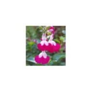 Sauge arbustive 'Cherry Lips' (Globe Planter)