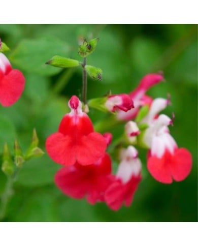 Sauge 'Hot Lips' (Salvia microphylla) (John Freshney Photography / flickr.com)