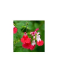 Sauge 'Hot Lips' (Salvia microphylla) (John Freshney Photography / flickr.com)