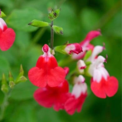 Sauge 'Hot Lips' (Salvia microphylla) (John Freshney Photography / flickr.com)