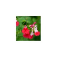 Sauge 'Hot Lips' (Salvia microphylla) (John Freshney Photography / flickr.com)