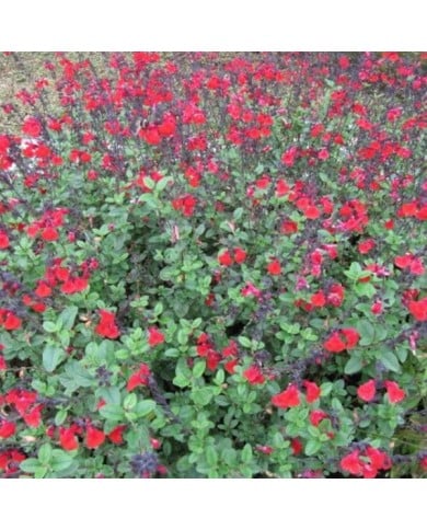 Sauge arbustive 'Royal Bumble' (Leonora (Ellie) Enking)