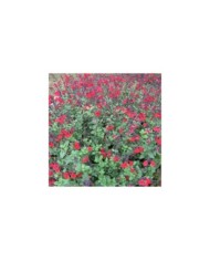 Sauge arbustive 'Royal Bumble' (Leonora (Ellie) Enking)