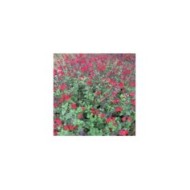 Sauge arbustive 'Royal Bumble' (Leonora (Ellie) Enking)
