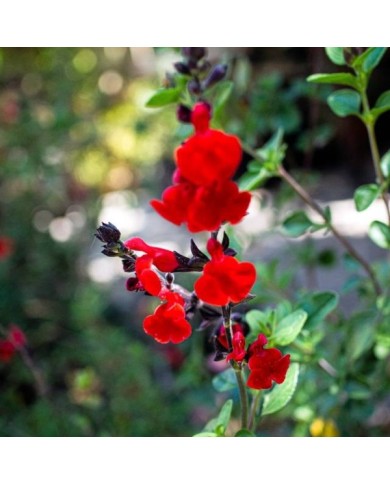 Sauge arbustive 'Royal Bumble' - fleurs (Tom Christensen)
