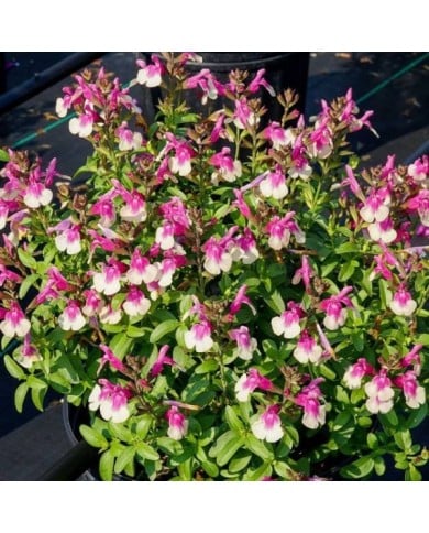 Sauge arbustive 'Mirage Rose Bicolore' (Salvia gregii) (Ball Seed)