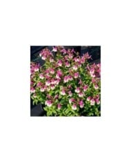 Sauge arbustive 'Mirage Rose Bicolore' (Salvia gregii) (Ball Seed)