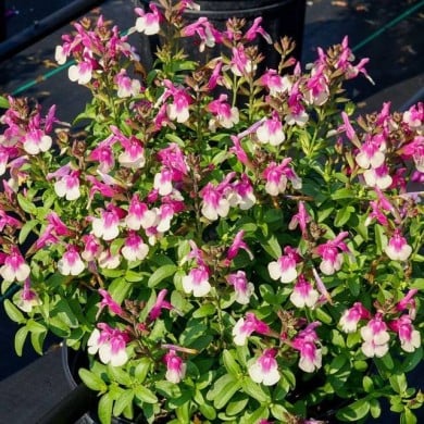 Sauge arbustive 'Mirage Rose Bicolore' (Salvia gregii) (Ball Seed)