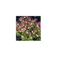 Sauge arbustive 'Mirage Rose Bicolore' (Salvia gregii) (Ball Seed)