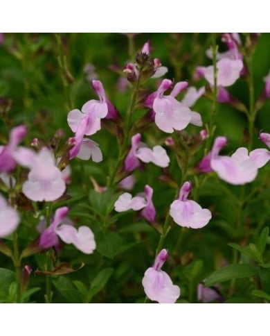Sauge arbustive 'Mirage Soft Pink' (Salvia gregii) (Ball Seed)
