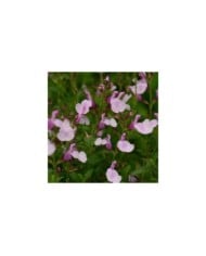 Sauge arbustive 'Mirage Soft Pink' (Salvia gregii) (Ball Seed)