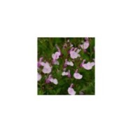 Sauge arbustive 'Mirage Soft Pink' (Salvia gregii) (Ball Seed)