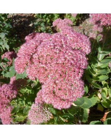 Sedum 'Herbstfreude' - Orpin Autumn Joy (Magnus Manske / wikimedia.org)