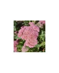 Sedum 'Herbstfreude' - Orpin Autumn Joy (Magnus Manske / wikimedia.org)