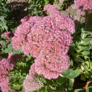 Sedum 'Herbstfreude' - Orpin Autumn Joy (Magnus Manske / wikimedia.org)