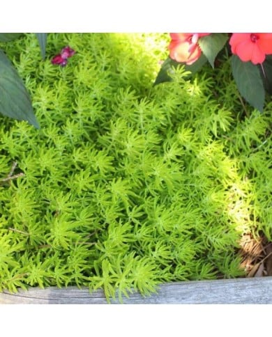 Sedum 'Lemon Ball' (Michael Rivera / wikimedia.org)
