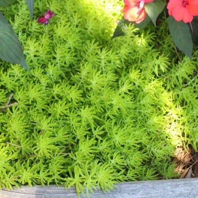 Sedum 'Lemon Ball' (Michael Rivera / wikimedia.org)