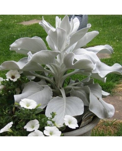 Senecio candidans 'Senaw' ANGEL WINGS® (Kolforn / wikimedia.org)