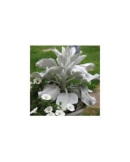 Senecio candidans 'Senaw' ANGEL WINGS® (Kolforn / wikimedia.org)