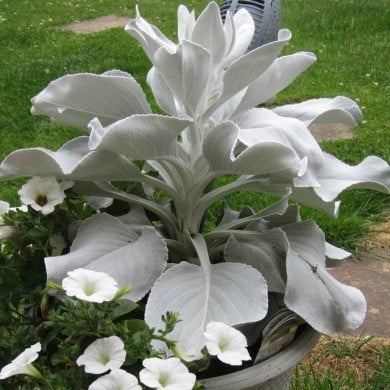 Senecio candidans 'Senaw' ANGEL WINGS® (Kolforn / wikimedia.org)
