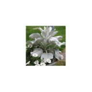 Senecio candidans 'Senaw' ANGEL WINGS® (Kolforn / wikimedia.org)