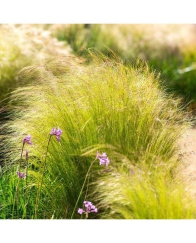 Stipa tenuissima 'Pony Tails' (Subbotina Anna / Adobe Stock)