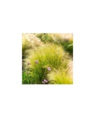 Stipa tenuissima 'Pony Tails' (Subbotina Anna / Adobe Stock)