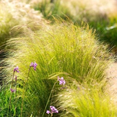 Stipa tenuissima 'Pony Tails' (Subbotina Anna / Adobe Stock)