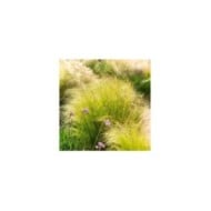 Stipa tenuissima 'Pony Tails' (Subbotina Anna / Adobe Stock)