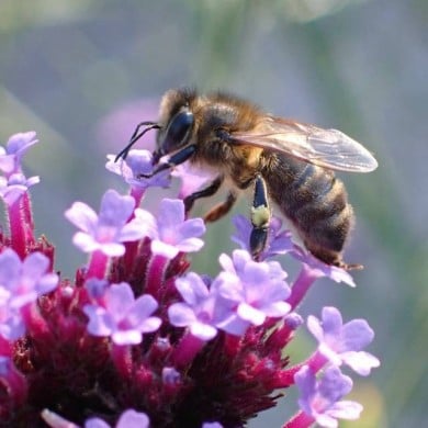 Verveine de Buenos Aires - fleur mellifère (Conall / flickr.com)