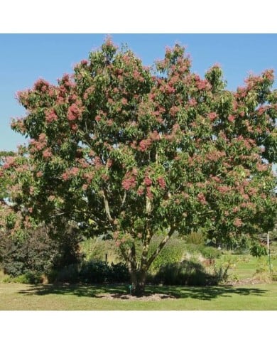 Tetradium danielii - Arbre à miel (hcast / Adobe Stock)