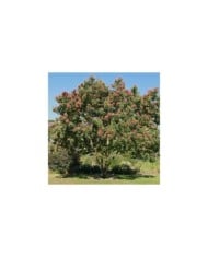 Tetradium danielii - Arbre à miel (hcast / Adobe Stock)
