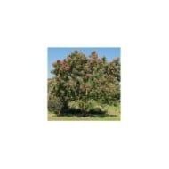 Tetradium danielii - Arbre à miel (hcast / Adobe Stock)