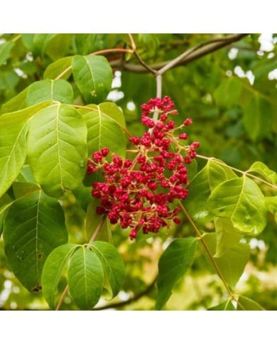 Tetradium danielii - Arbre à miel - infructescence (Marc / Adobe Stock)